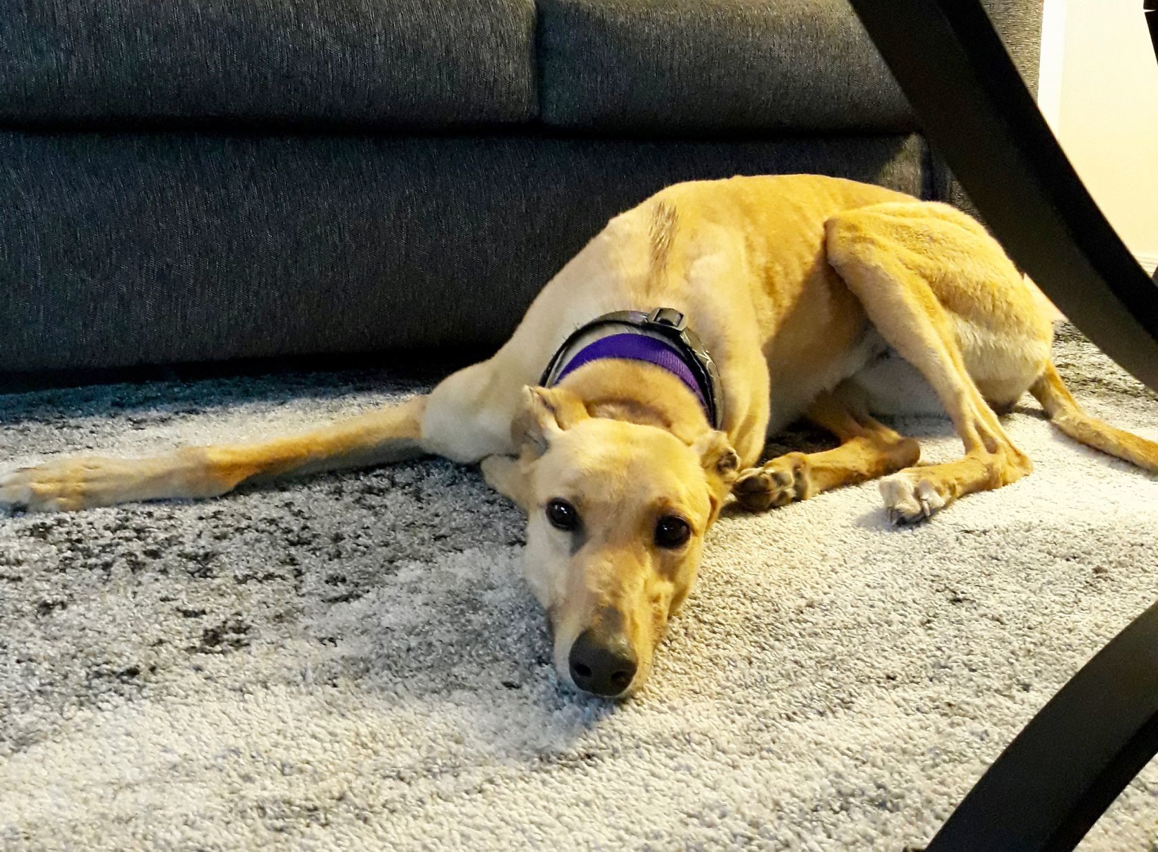 Adopt a friend: Elise